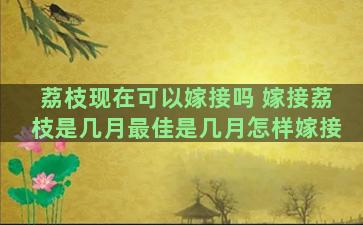 荔枝现在可以嫁接吗 嫁接荔枝是几月最佳是几月怎样嫁接